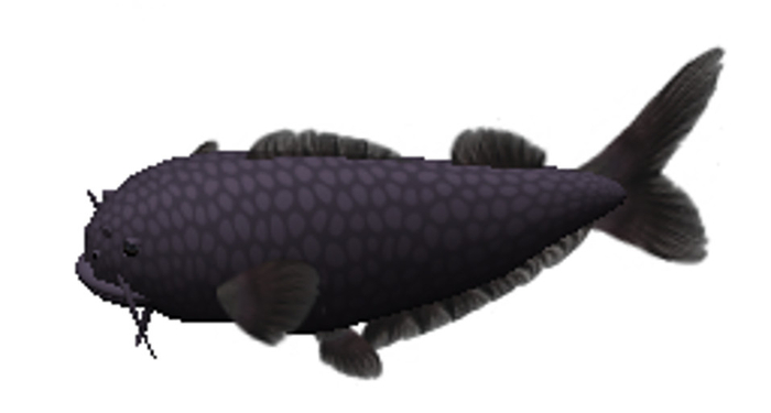 (7S) Uncommon Fish: Purple Catfish