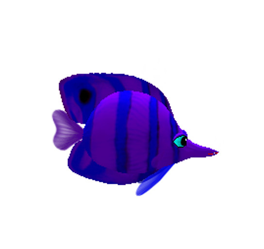 (7S) Uncommon Fish: Purple Banded Fish
