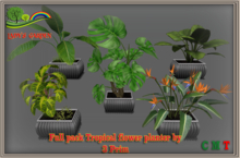 Lady's Garden - Full pack Tropical flower planter by 3 Prim