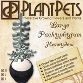 PlantPet Seed [Large Pachyphytum *Honeydew*]