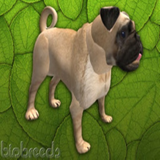 BB Pug Box