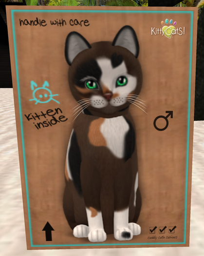 KittyCatS Box - New Born Kitten