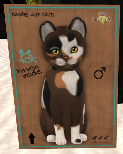 KittyCatS Box - New Born Kitten