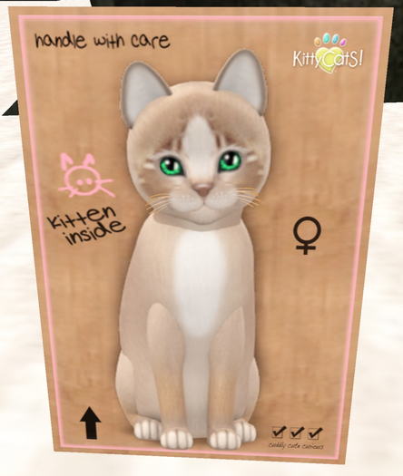 KittyCatS Box - New Born Kitten