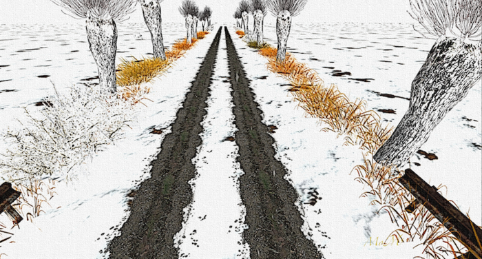 DESERT SNOW