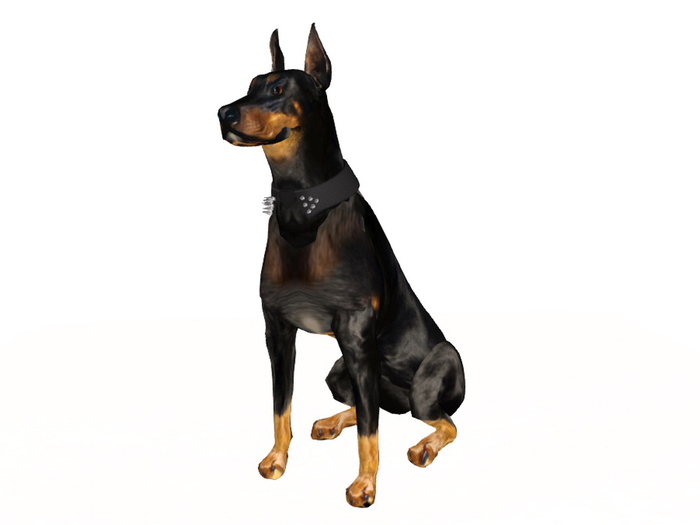 [Px] Sitting Doberman Dog V2 {Collared}