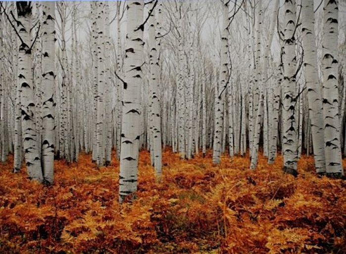 silver birch