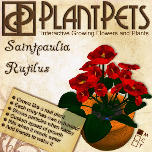 PlantPet Seed [Saintpaulia *Rutilus*]