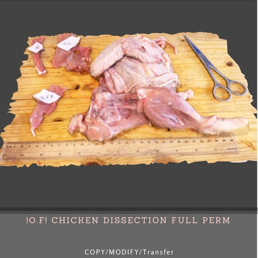 !O.F! chicken dissection superficial Full perm