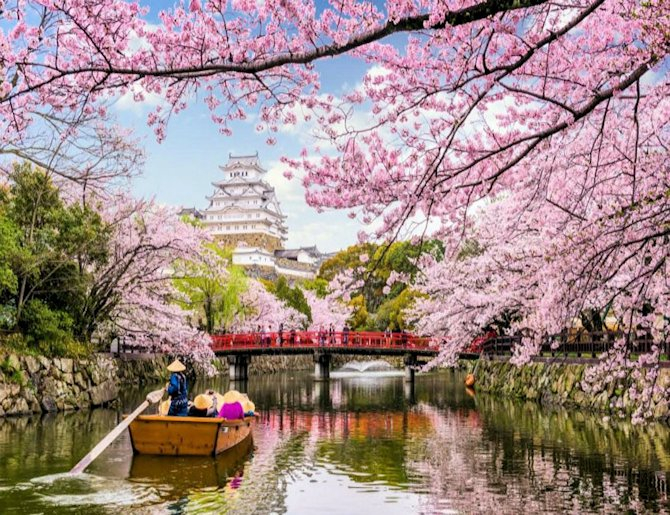 cherry blossom privacy screen