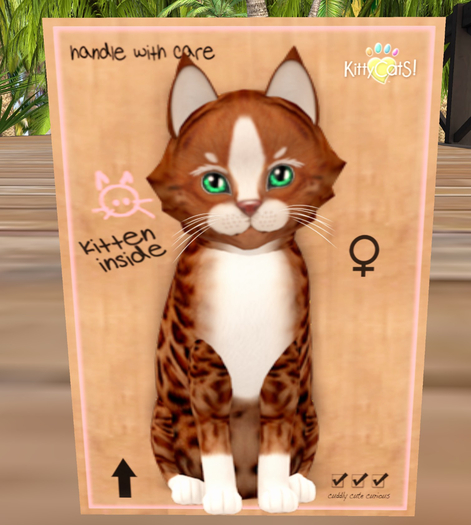 KittyCatS Box - New Born Kitten