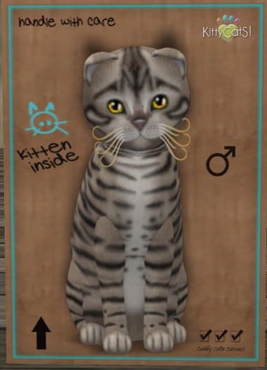 KittyCatS Box - New Born Kitten Toyger - Blue