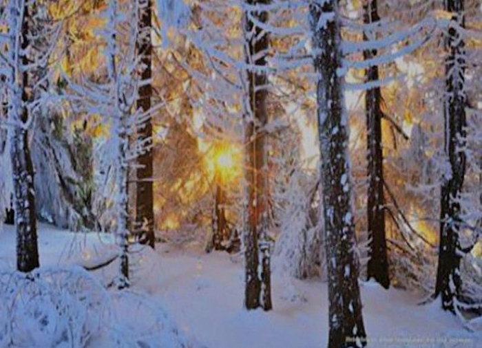 snowy forest privacy screen