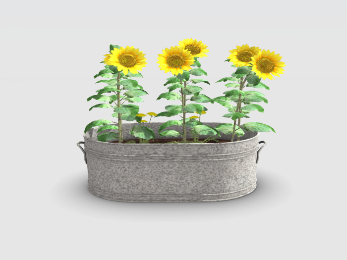Sunflower Planter