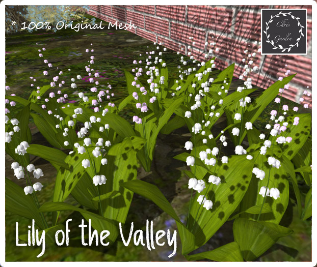 Lily of the valley
