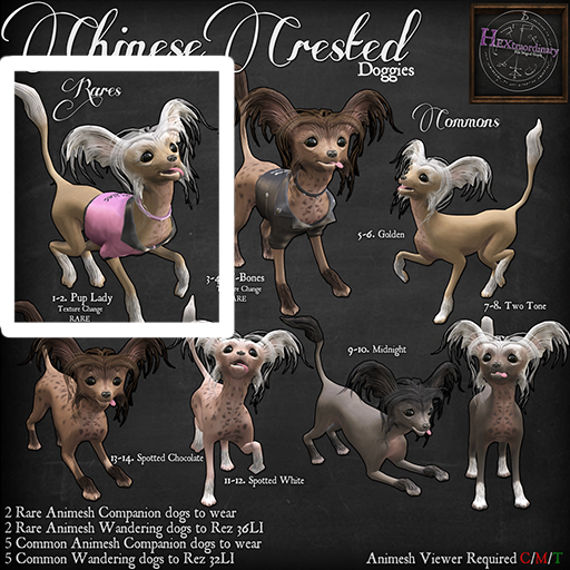 2. *HEXtraordinary* Chinese Crested - Pup Lady Companion RARE