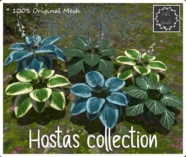 C*Hosta plant collection