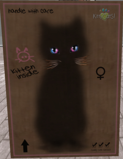 KittyCatS Box - New Born Kitten