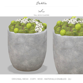 Dahlia - Sia - Tall Moss Planter