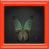 {Papillon} Fe/Mon/Nor/Fey/Butterfly/OpalA Cocoon