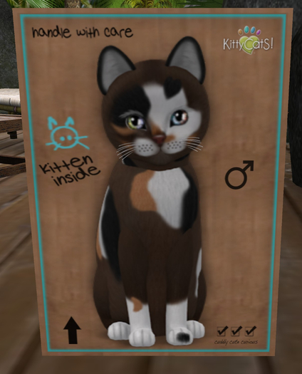 KittyCatS Box - New Born Kitten