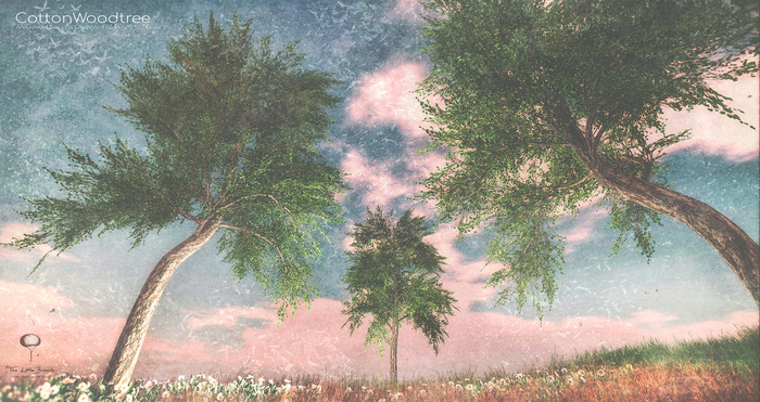 LB CottonWood Tree Animated 4 Seasons