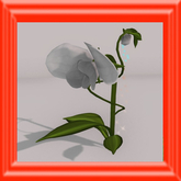 {Papillon} [Boxed] (5%) Very Special Blossom