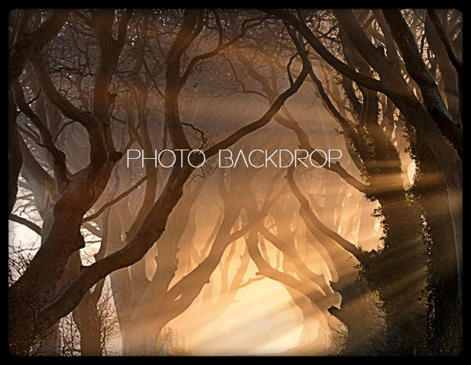 [AE] Photo Backdrop - Enchanted Forest 13 SALE