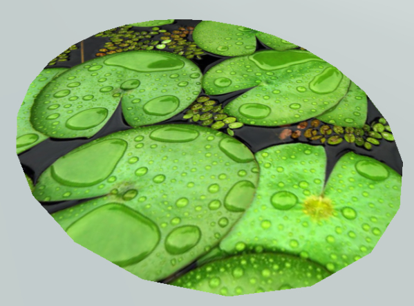 Freshwater Water Lily