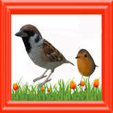 {Papillon} [Boxed] 3-Month Bird-Accessory Pair