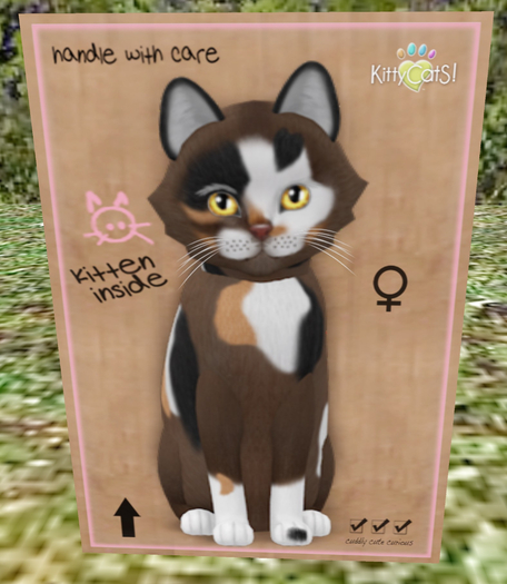 KittyCatS Box - New Born Kitten