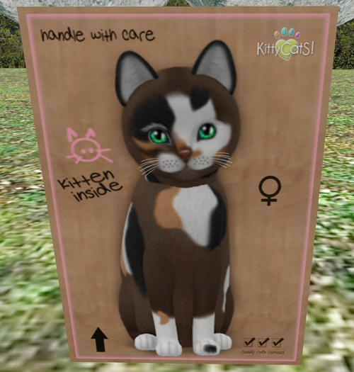 KittyCatS Box - New Born Kitten