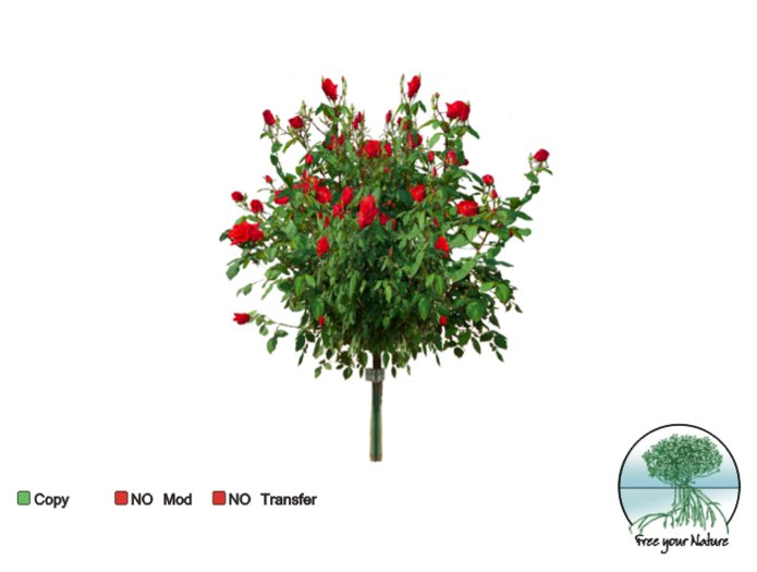 Red RoseBush 1