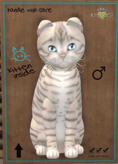 KittyCatS Box - New Born Kitten Toyger - Snow