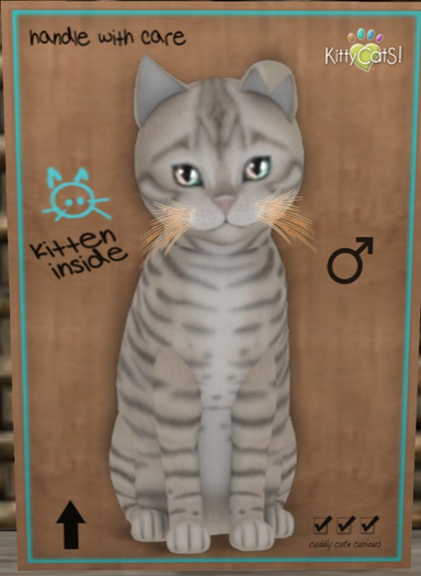 KittyCatS Box - New Born Kitten Toyger - Snow