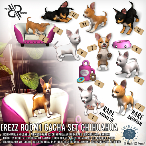 [Rezz Room] Pack Chihuahua Eating