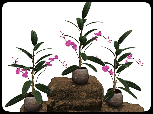[AE] Garden Store - Spring Plant Sale- Conde 1