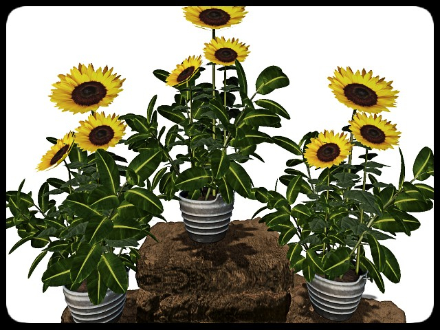 [AE] Garden Store - Spring Plant Sale- Celia 4
