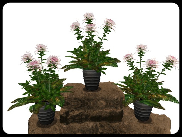[AE] Garden Store - Spring Plant Sale- Celia 2