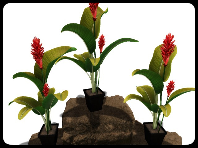 [AE] Garden Store - Spring Plant Sale - Cranford 3