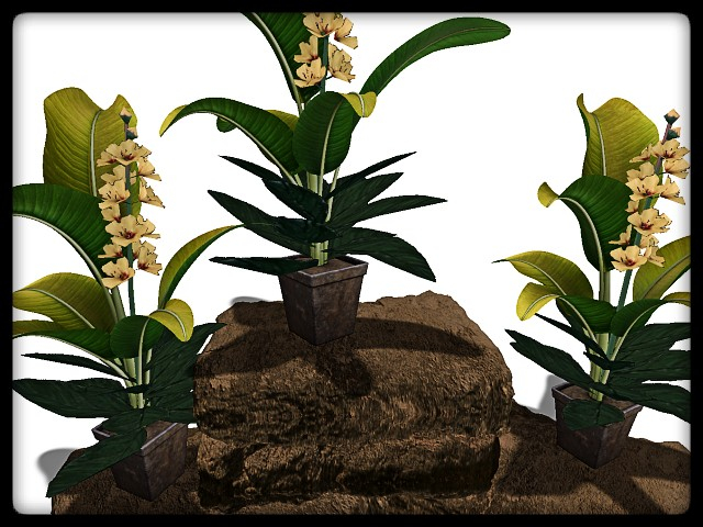 [AE] Garden Store - Spring Plant Sale - Cranford 1