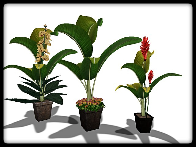 [AE] Garden Store - Spring Plant Sale - Cranford SET
