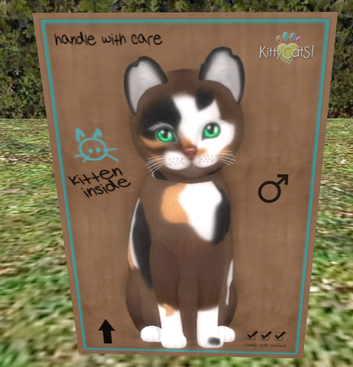 KittyCatS Box - New Born Kitten