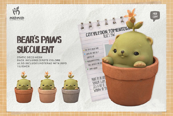 MishMish - Bear's Paws Succulent [Boxed]