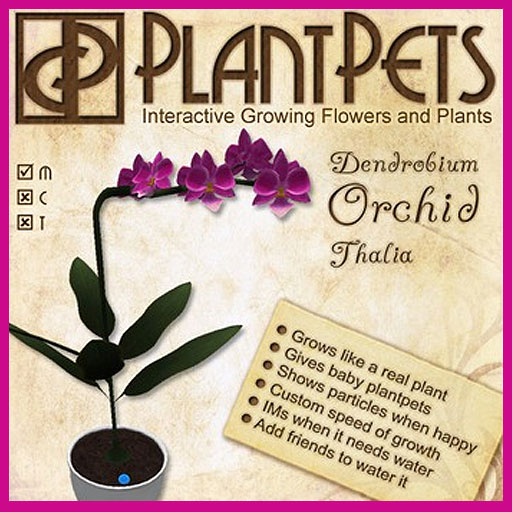 PlantPet Seed [Dendrobium Orchid *Thalia*] Updated
