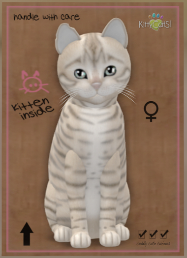 KittyCatS Box - Toyger - Snow