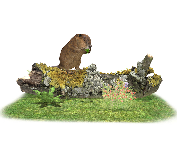 Beaver Tip Jar ( Animated )