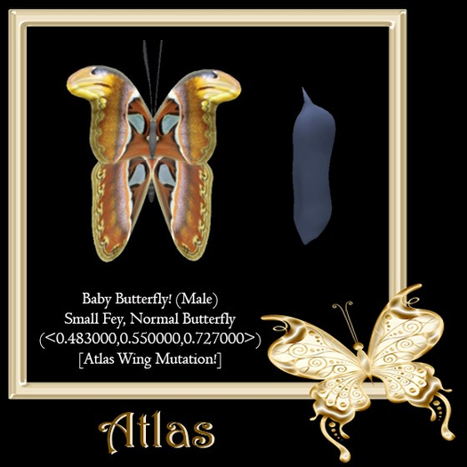 {Papillon} Ma/Sma/Nor/Fey/Butterfly/Atlas Cocoon