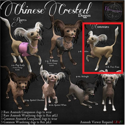 5. *HEXtraordinary* Chinese Crested - Golden Wanderer