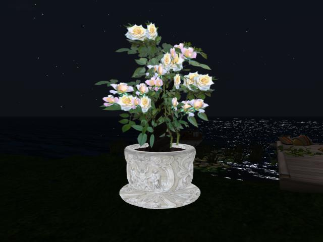 pot with white flowers